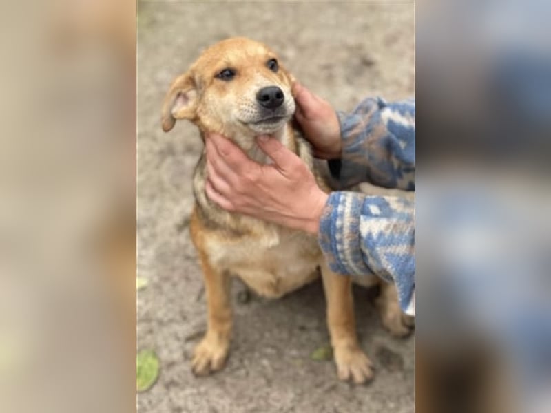 Fizz – zartes Hundemädchen auf Familiensuche, 6 Monate