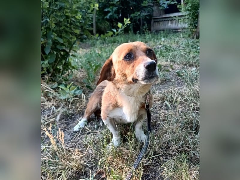 Ella Tierschutzhund sucht ein Zuhause
