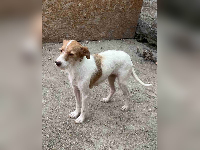 ⭐️KATE⭐️, Hündin, 6 Jahre, 37 cm, Mischling, Tierschutz