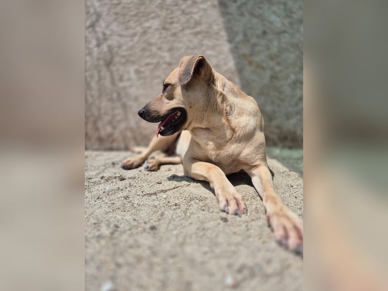 MELINA, Hündin, 3 Jahre, 48 cm, Mischling, Tierschutz