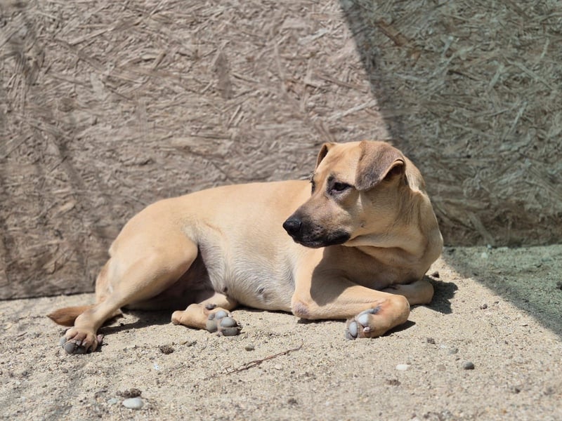 MELINA, Hündin, 3 Jahre, 48 cm, Mischling, Tierschutz