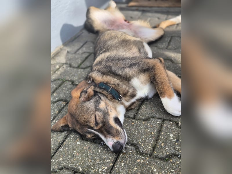 Notfall! Hazel sucht ein neues Zuhause