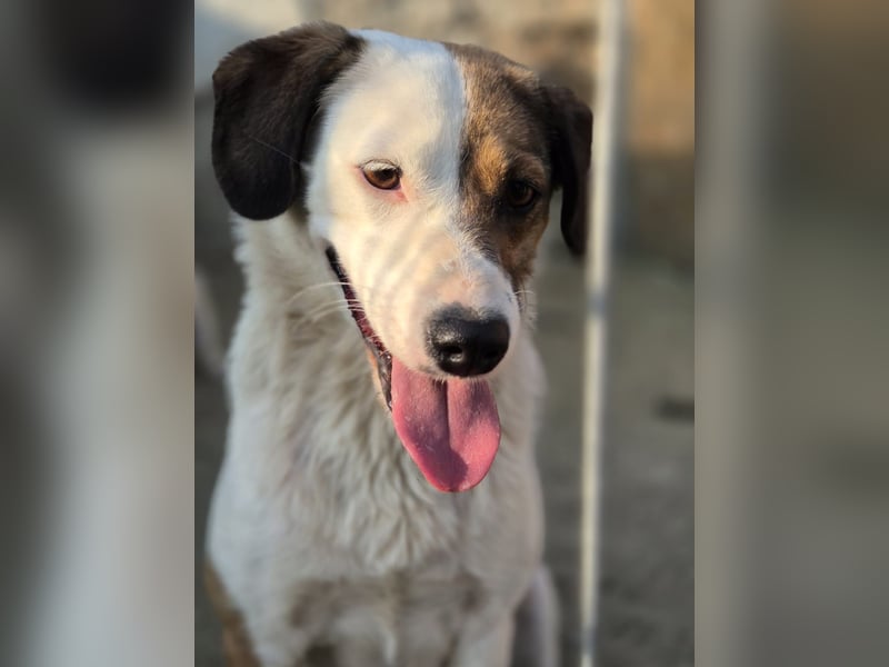 FINA, Hündin, 2,5 Jahre, 40 cm, Mischling, Tierschutz