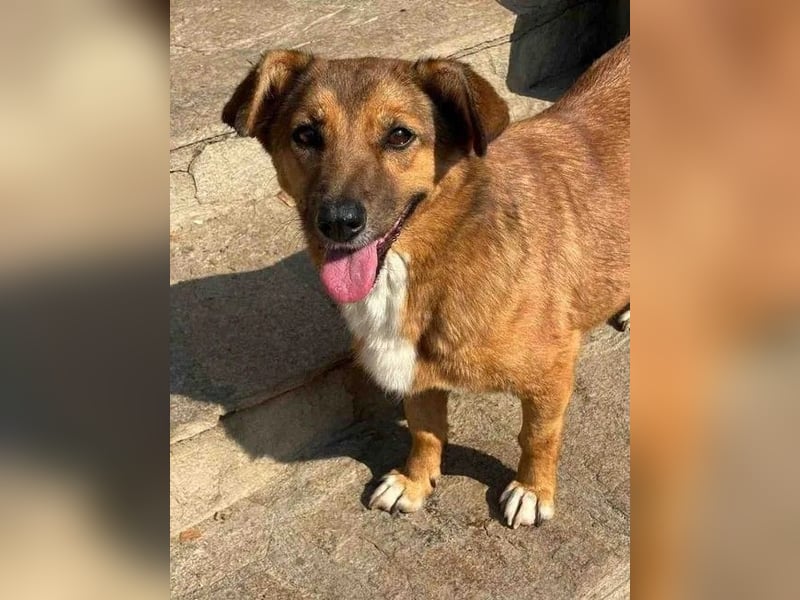 ⭐️MISCHOU⭐️, Hündin, 3,5 Jahre, 30cm, Mischling, Tierschutz