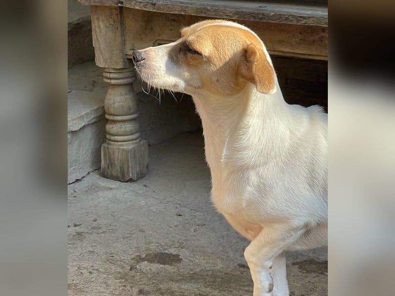 ⭐️MIRELLA⭐️, Hündin, 5 Jahre, 25 cm, Mischling, Tierschutz