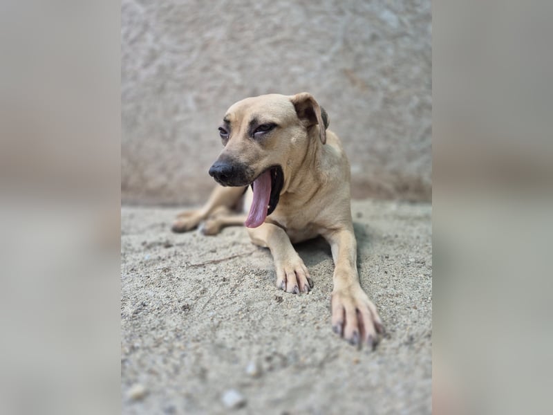 MELINA, Hündin, 3 Jahre, 48 cm, Mischling, Tierschutz