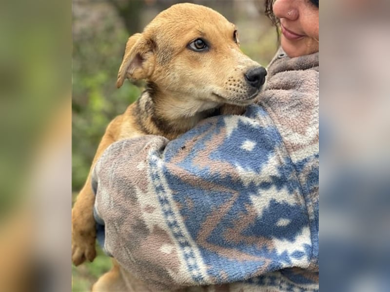 Fizz – zartes Hundemädchen auf Familiensuche, 6 Monate