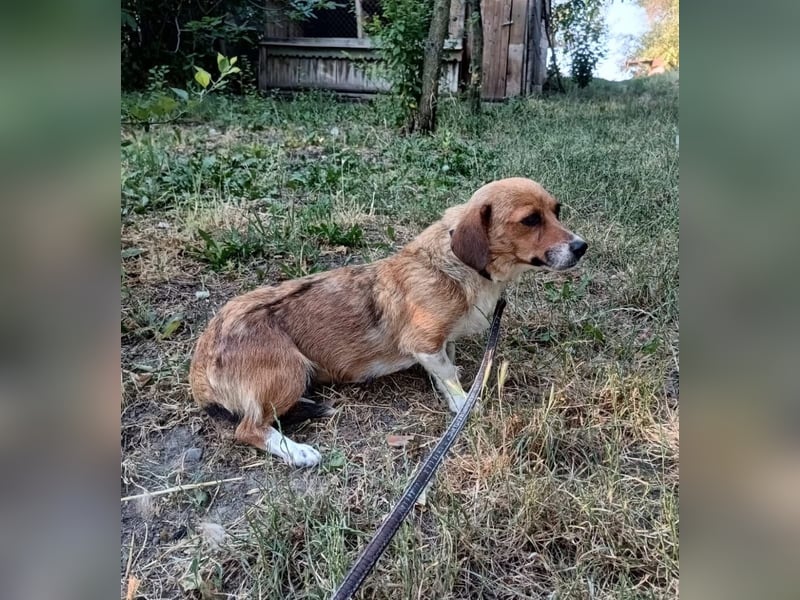Ella Tierschutzhund sucht ein Zuhause