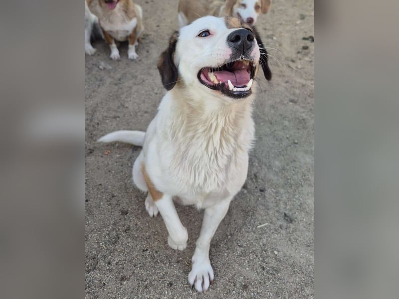 FINA, Hündin, 2,5 Jahre, 40 cm, Mischling, Tierschutz