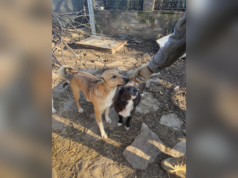 ⭐️KIMBA⭐️, Hündin, 2 Jahre, 45cm, Mischling, Tierschutz
