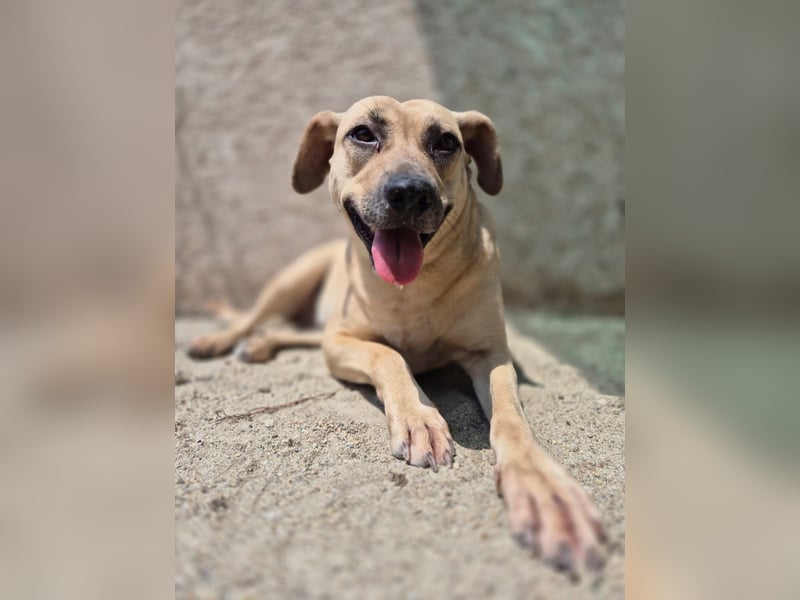 MELINA, Hündin, 3 Jahre, 48 cm, Mischling, Tierschutz