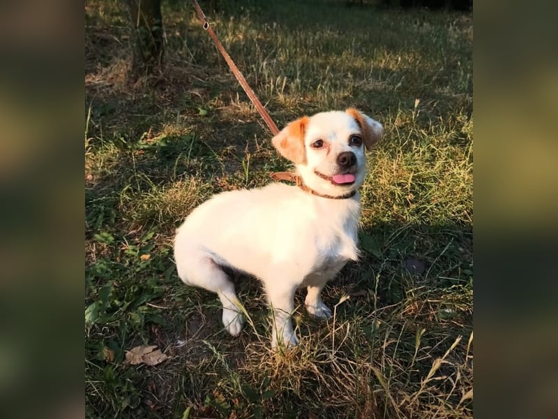 Ebby Tierschutzhund sucht ein Zuhause