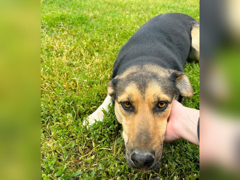 Zora Tierschutzhund sucht ein Zuhause