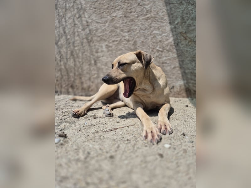 MELINA, Hündin, 3 Jahre, 48 cm, Mischling, Tierschutz