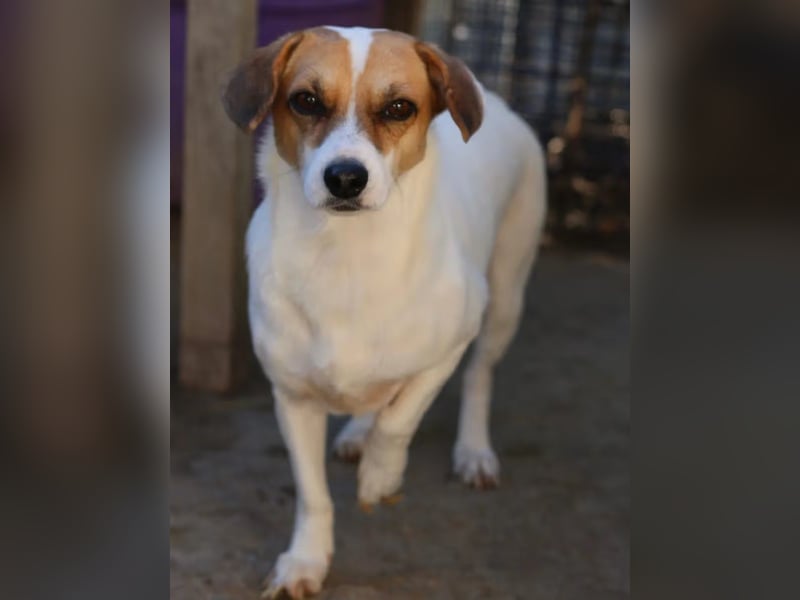 ⭐️MIRELLA⭐️, Hündin, 5 Jahre, 25 cm, Mischling, Tierschutz