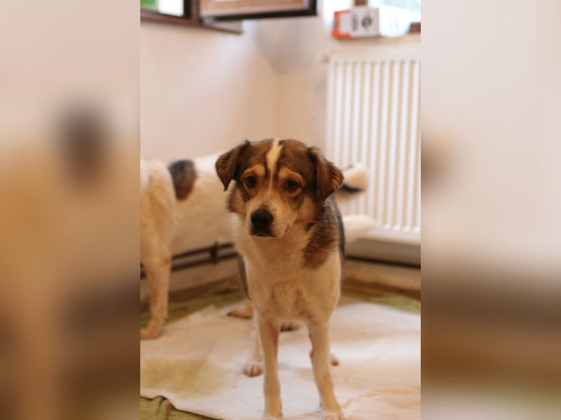 TIMENTES, Hündin, 6 Jahre, 48 cm, Mischling, Tierschutz
