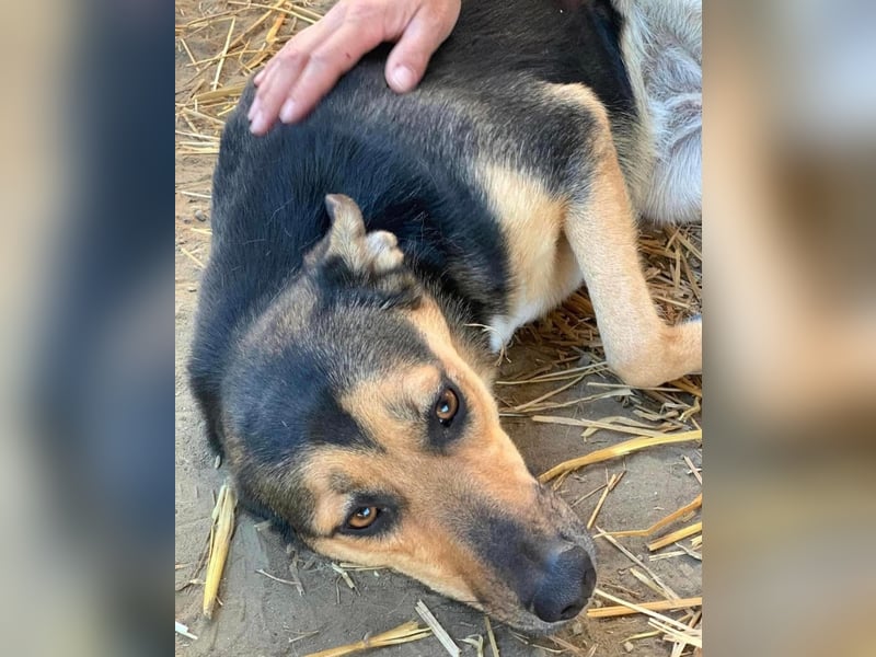 Zora Tierschutzhund sucht ein Zuhause