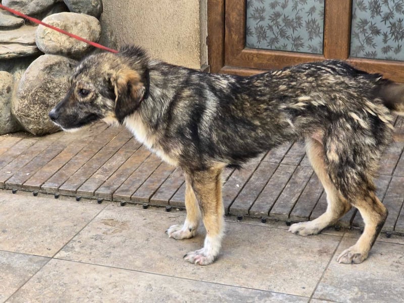Nala – einjährige Schönheit sucht ihre Menschen
