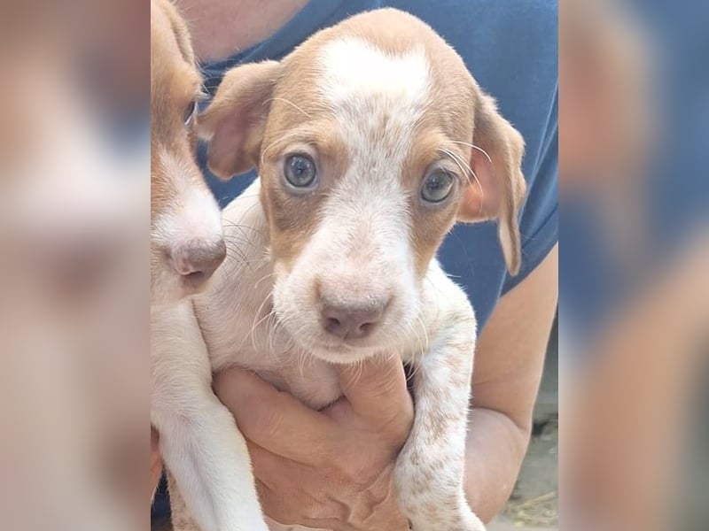 ⭐️KISSES⭐️, Hündin, 3 Monate, 23 cm, Mischling, Tierschutz