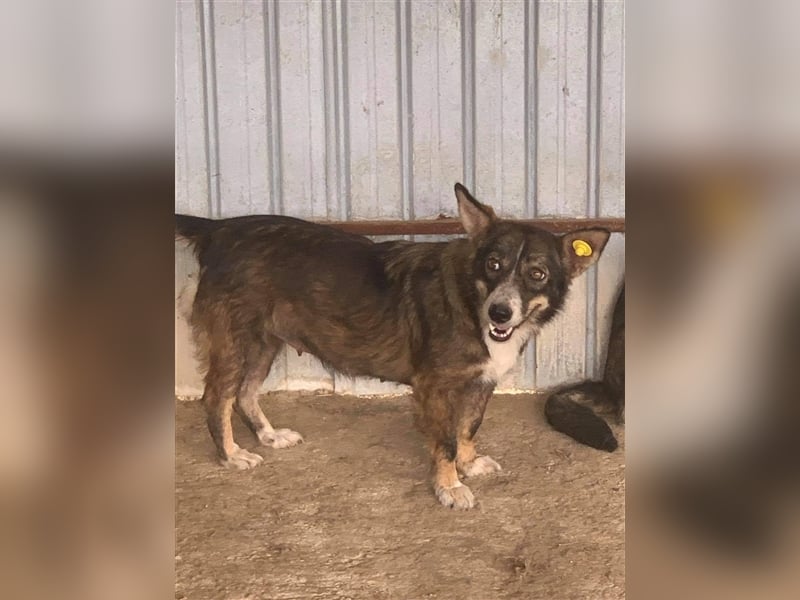 Tashi, ein Seelchen sucht Herzensmenschen