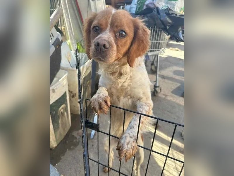 ⭐️BRELA⭐️, Hündin, 5 Jahre, 45cm,  Epagneul Breton-Mischling, Tierschutz