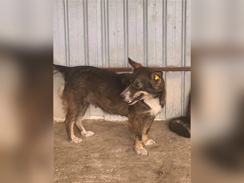 Tashi, ein Seelchen sucht Herzensmenschen