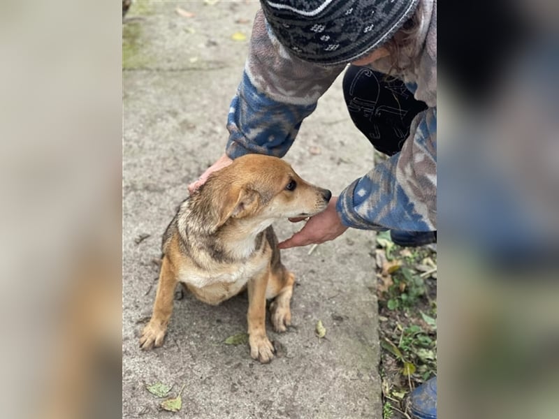 Fizz – zartes Hundemädchen auf Familiensuche, 6 Monate