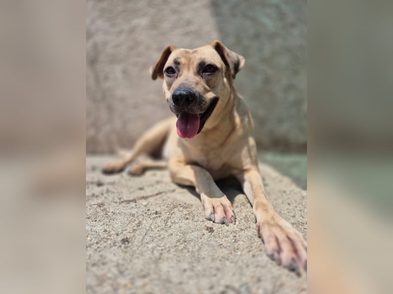 MELINA, Hündin, 3 Jahre, 48 cm, Mischling, Tierschutz