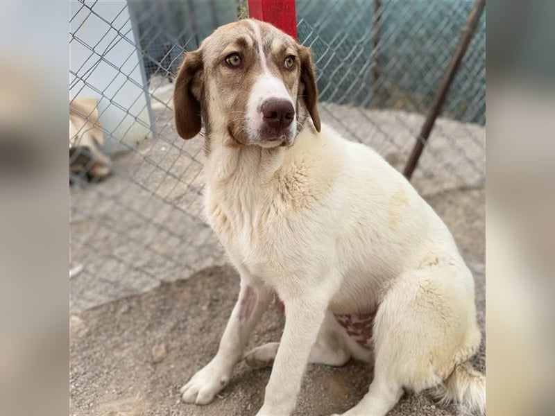 Hazel- Schäferhund-Mischling - sucht ein Zuhause