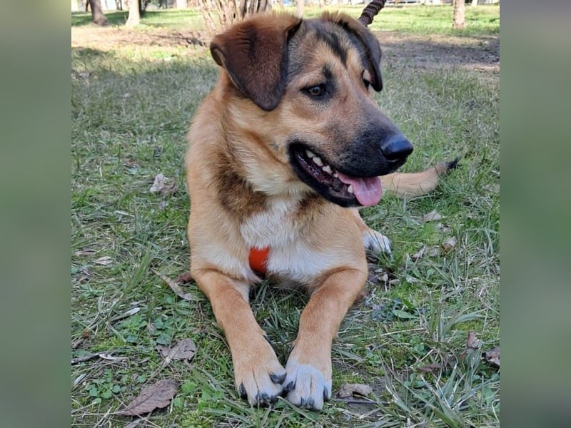 Zizel- griech. Schäferhund-Mischling-sucht ein Zuhause / eine Pflegestelle