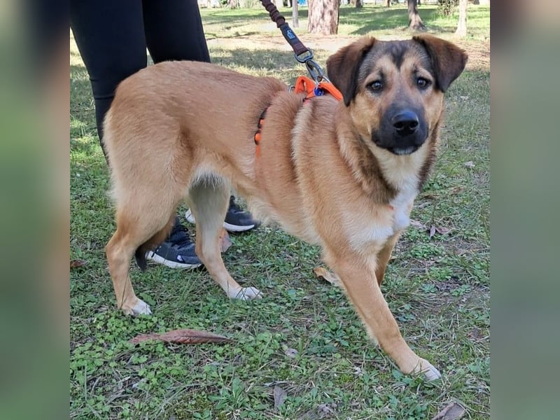 Zizel- griech. Schäferhund-Mischling-sucht ein Zuhause / eine Pflegestelle