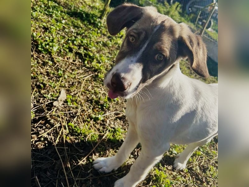 Hazel- Schäferhund-Mischling - sucht ein Zuhause