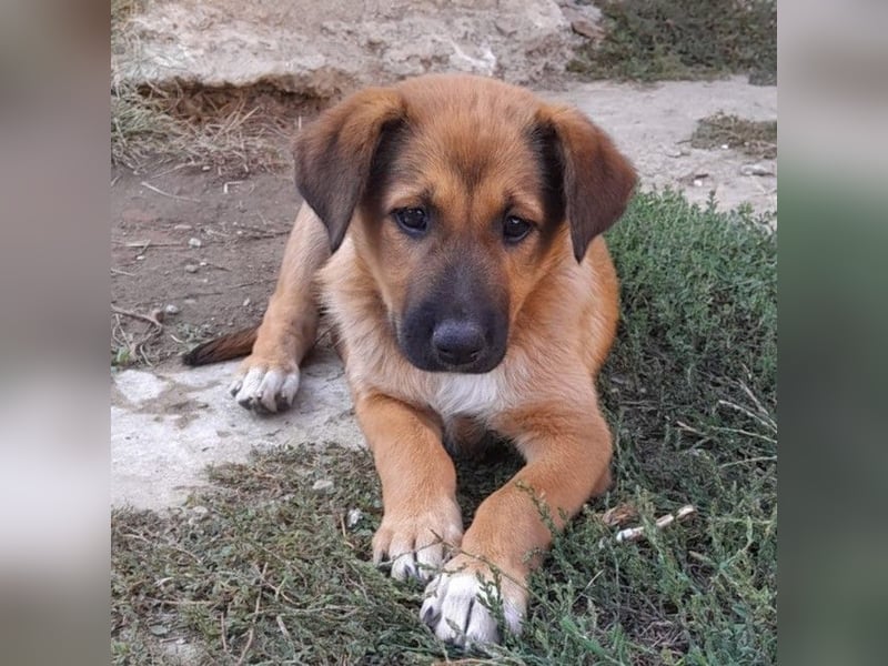Zizel- griech. Schäferhund-Mischling-sucht ein Zuhause / eine Pflegestelle