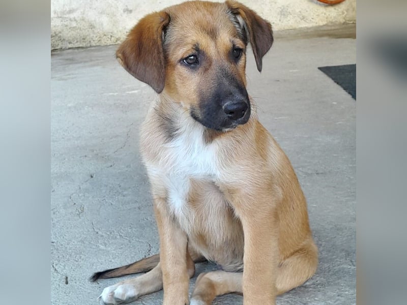 Zizel- griech. Schäferhund-Mischling-sucht ein Zuhause / eine Pflegestelle