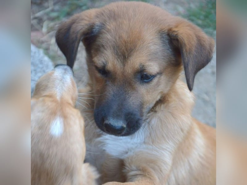 Zizel- griech. Schäferhund-Mischling-sucht ein Zuhause / eine Pflegestelle