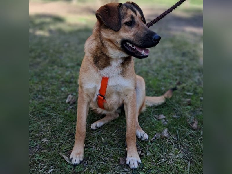 Zizel- griech. Schäferhund-Mischling-sucht ein Zuhause / eine Pflegestelle