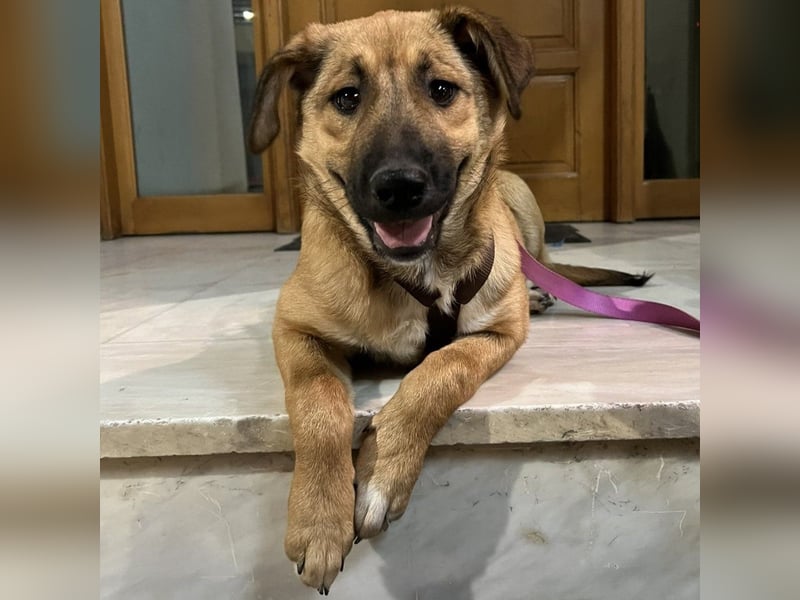 Zizel- griech. Schäferhund-Mischling-sucht ein Zuhause / eine Pflegestelle