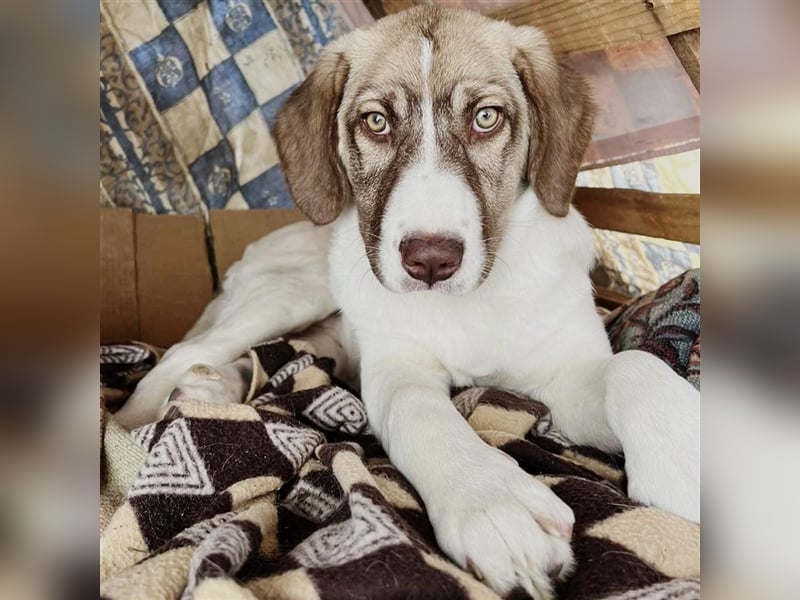 Hazel- Schäferhund-Mischling - sucht ein Zuhause