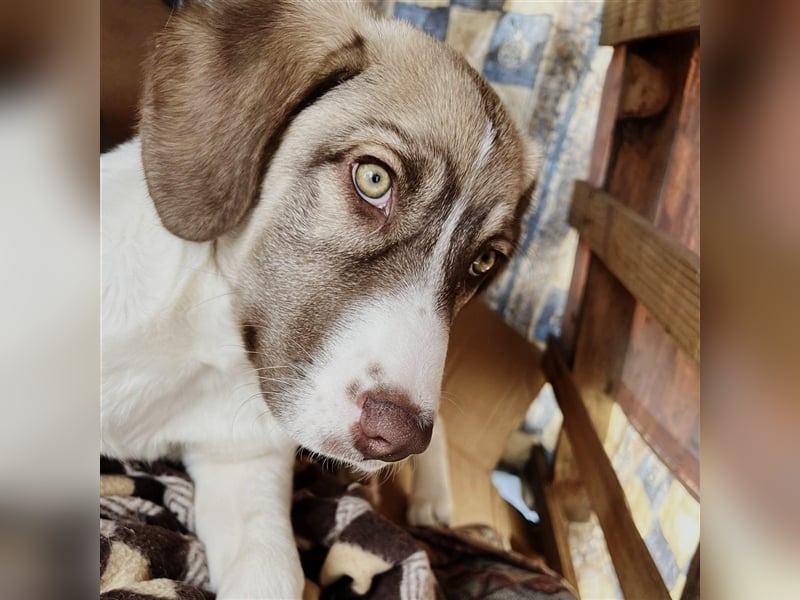 Hazel- Schäferhund-Mischling - sucht ein Zuhause