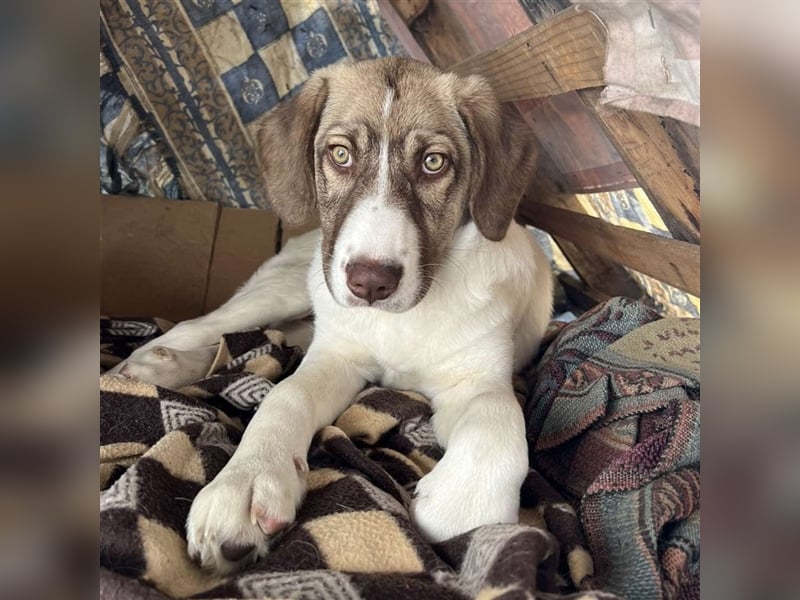 Hazel- Schäferhund-Mischling - sucht ein Zuhause