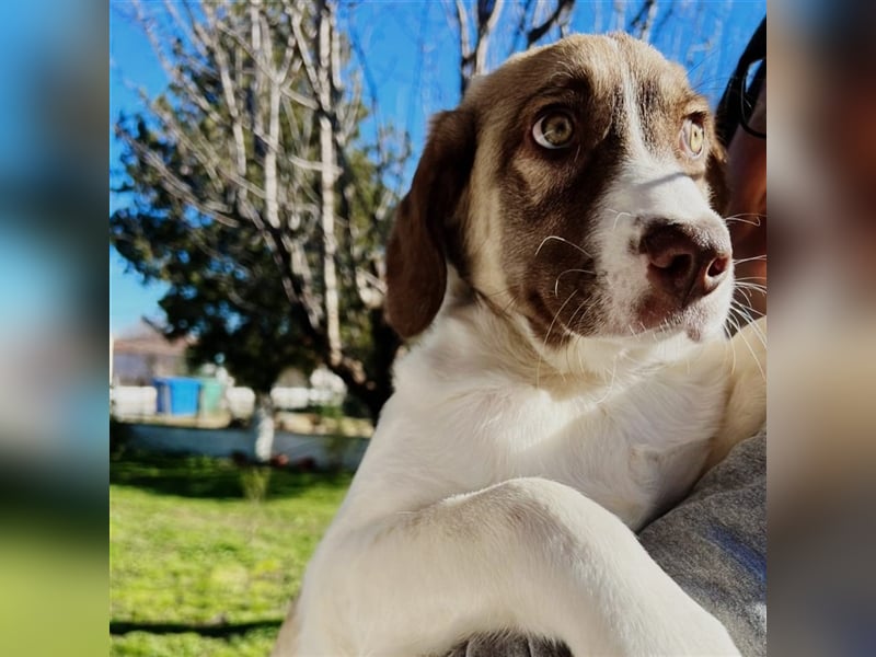 Hazel- Schäferhund-Mischling - sucht ein Zuhause