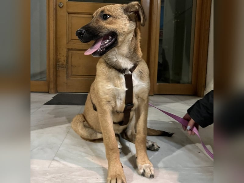 Zizel- griech. Schäferhund-Mischling-sucht ein Zuhause / eine Pflegestelle