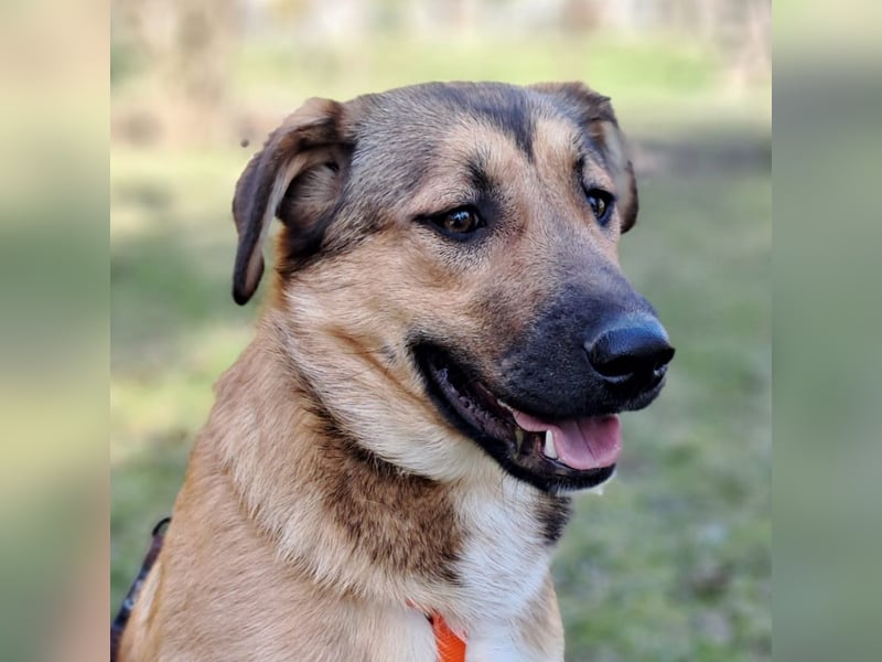 Zizel- griech. Schäferhund-Mischling-sucht ein Zuhause / eine Pflegestelle