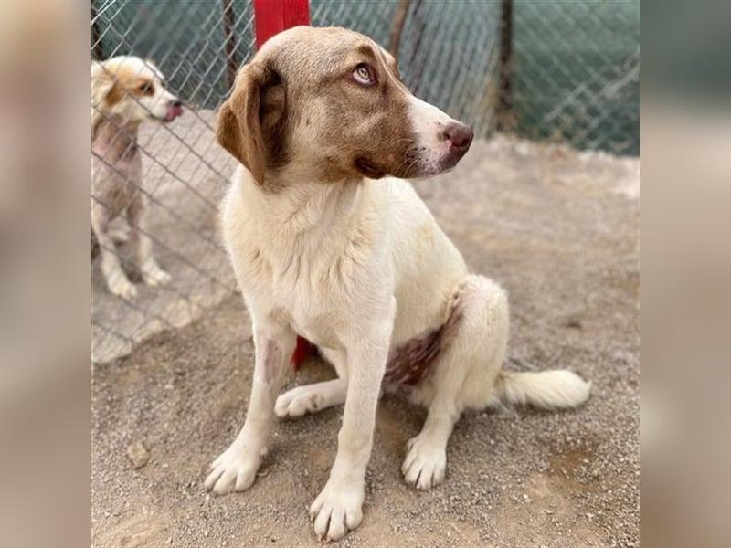 Hazel- Schäferhund-Mischling - sucht ein Zuhause
