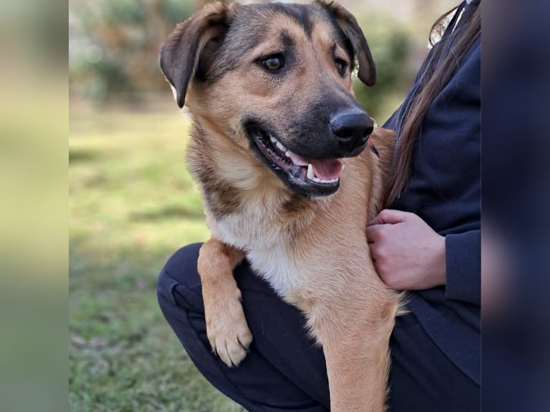 Zizel- griech. Schäferhund-Mischling-sucht ein Zuhause / eine Pflegestelle