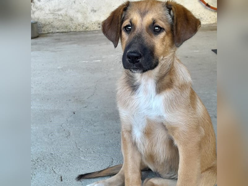 Zizel- griech. Schäferhund-Mischling-sucht ein Zuhause / eine Pflegestelle
