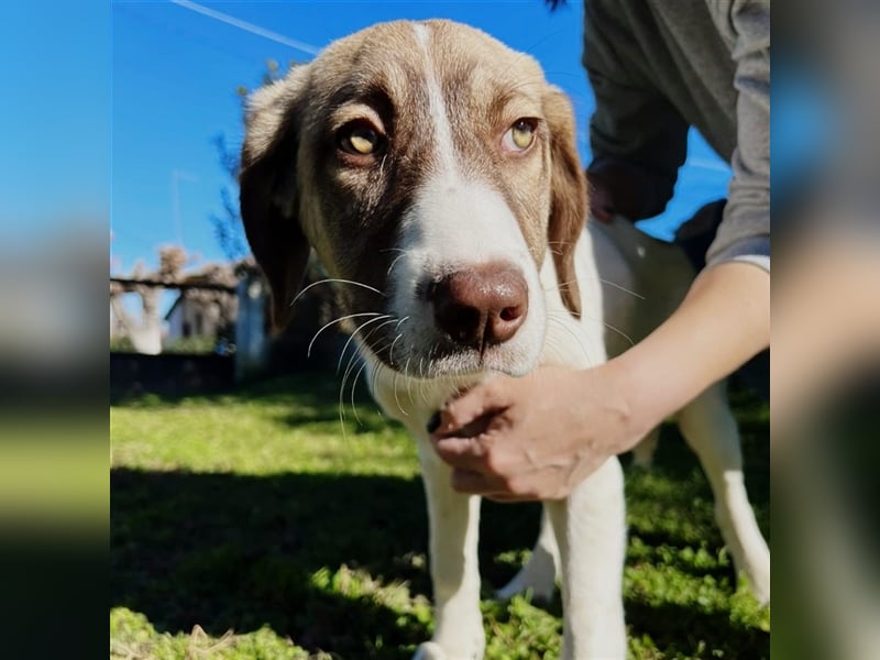 Hazel- Schäferhund-Mischling - sucht ein Zuhause