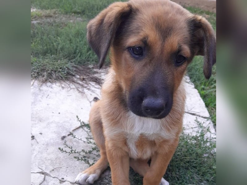 Zizel- griech. Schäferhund-Mischling-sucht ein Zuhause / eine Pflegestelle