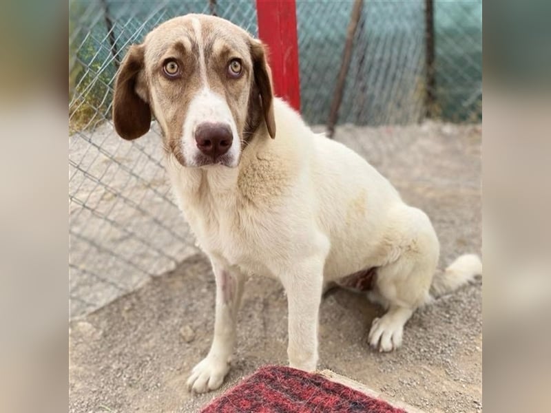 Hazel- Schäferhund-Mischling - sucht ein Zuhause