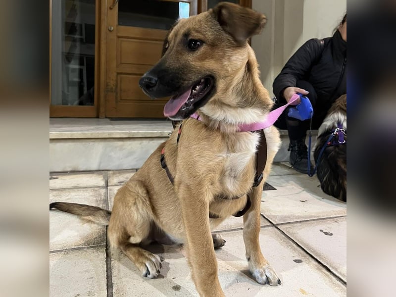 Zizel- griech. Schäferhund-Mischling-sucht ein Zuhause / eine Pflegestelle
